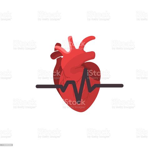 Anatomical Heart Isolated Heart Diagnostic Center Sign Stock