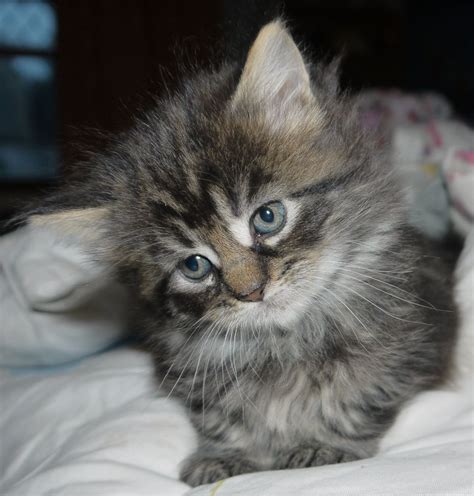 Also a farm cat, the. Beautiful Maine Coon Kittens for Sale. READY NOW | Glasgow ...