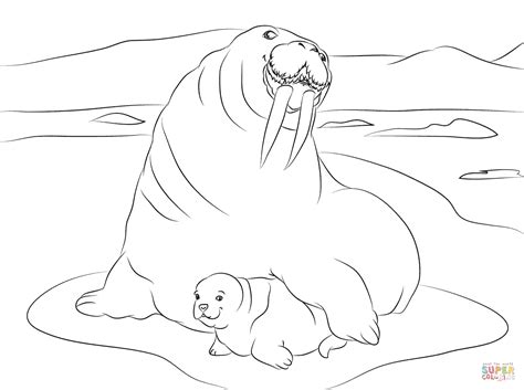 Walrus With Cute Baby Coloring Page Free Printable Coloring Pages