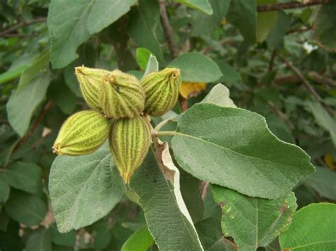 Locally known as mexican olive or anacahuita, cordia boissieri is an ornamental shrub or tree to 30 ft, with large, soft, dark leaves and large, showy. Olive Trees - Rio Grande Valley Chapter Texas Master ...
