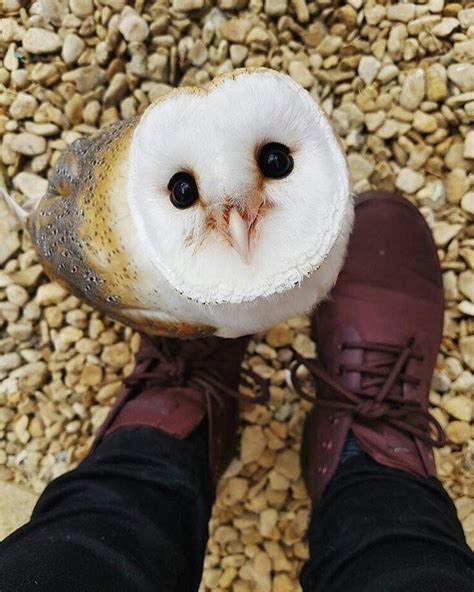 Cute Owl Face Gledekana