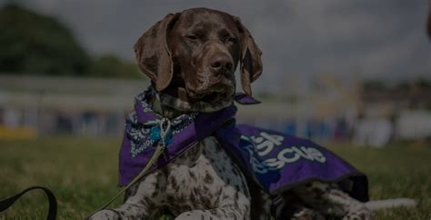 Yodie is a stunningly handsome neutered 18 month old male gsp. GSP Rescue - GSP Rescue Service