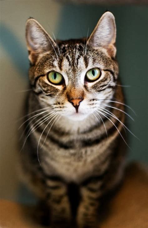Pin By Brenda Davis On Cat Photography American Shorthair Cat Pets