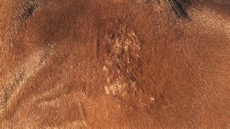 Ringworm A Fungal Skin Infection Affecting Horses And Humans Handh
