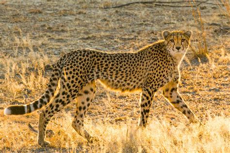 Big Cats Of Africa Photo Tour Cat Expeditions