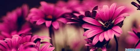 Flowers Facebook Covers