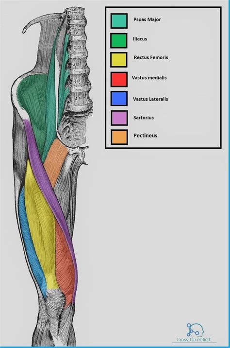Sartorius : Origin, Insertion, Action & Nerve Supply | Anatomy | Muscle