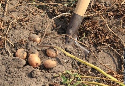 Verwenden sie zum düngen einen gemüsedünger oder kompost; Kartoffeln: wann und wie man gräbt, die Pflugtiefe vor dem ...