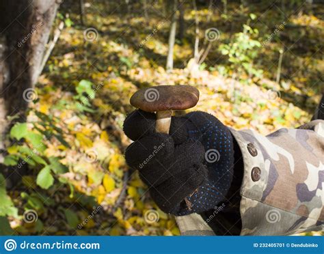 Fresh Edible Mushroom Man Is Holding In The Hand Stock Image Image Of