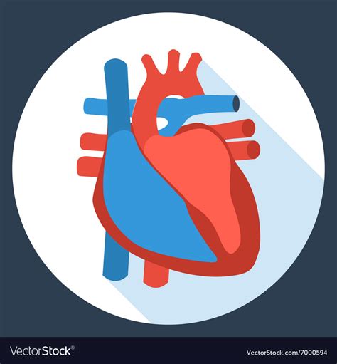 Flat Design Icon Anatomy Human Heart Royalty Free Vector