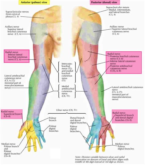 Radial Nerve Anatomy Radial Nerve Palsy And Radial Nerve Injury