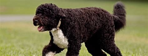 Portuguese Water Dog Breed Guide Learn About The