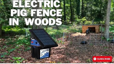 Can The Electric Pig Fence Keep Our Kunekune Inside