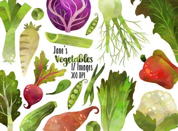 Watercolor Vegetables Clipart By Digitalartsi Teachers Pay Teachers