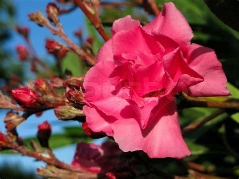 Blume Eines Rosa Oleander Nerium Oleander Mit Grünen Blättern Und