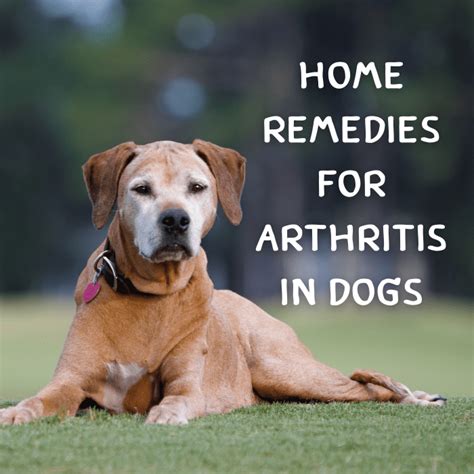 Arthritis In Dogs Natural Home Remedies For Joint Pain Pethelpful