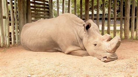 Sudan The Last Male Northern White Rhino Youtube