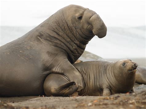 Male elephant seals ‘risk death’ to eat more in order to bulk up and
