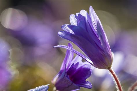 Wallpaper Nature Purple Blue Blossom Spring Crocus Flower