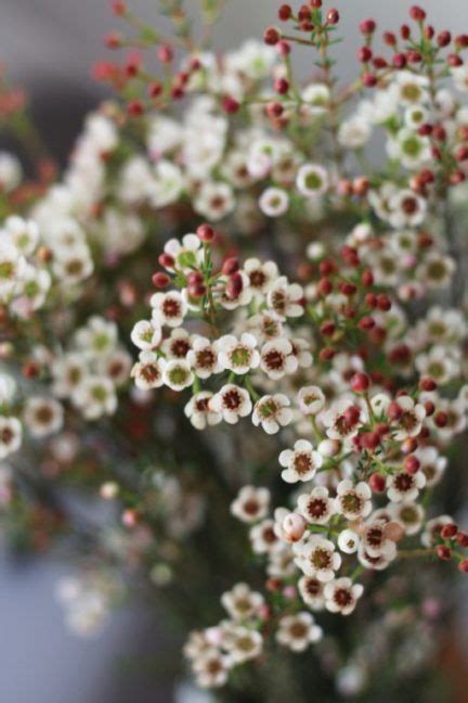 Die wachsblume ist etwa 2 meter hoch. Die besten 25+ Wachsblume Ideen auf Pinterest ...