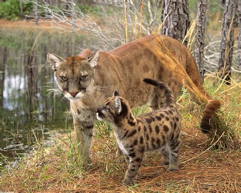 cougar and cub cub cougar puma lake hd wallpaper peakpx