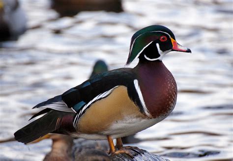 Victoria Daily Photo Wood Duck