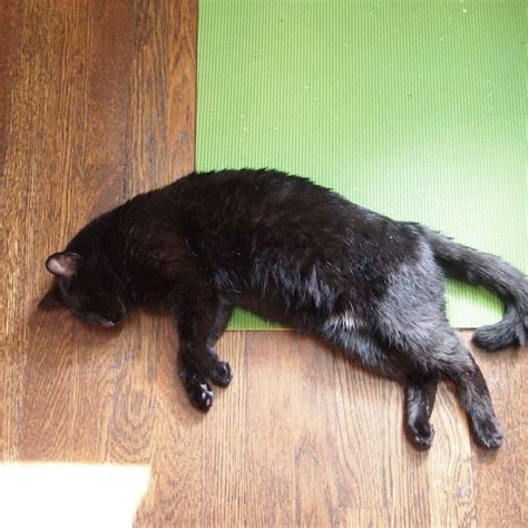 That program has sooooo much potential! catnap #blackcat | Cat nap, Black cat, Instagram
