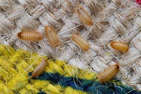 Get Rid Of Carpet Beetles Pestcheck Pest Control