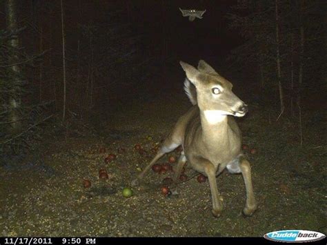 Deer Running From A Flying Squirrel As Caught On A Trail Camera Meme Guy