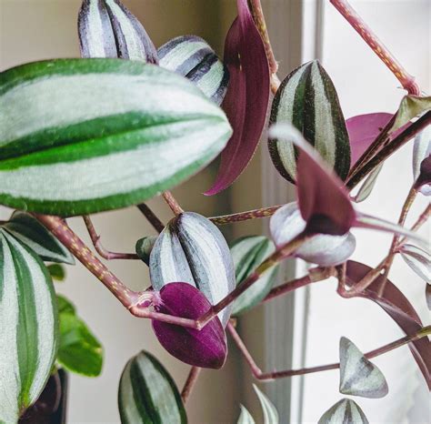 Since christmas cactus appreciates higher humidity, place it on a tray of pebbles and fill the tray with a christmas cactus needs long, uninterrupted nights and cooler temperatures to initiate the it is best to avoid moving a plant during this time, as movement from one room to another can stress. The Best Colorful House Plants to Add Style to Your Home ...