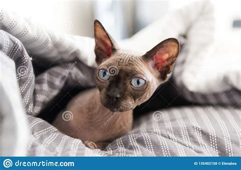 Weitere ideen zu sphynx katze, nacktkatze, sphynx. Kahle Katze Mit Blauen Augen Liegt Unter Einer Grauen ...