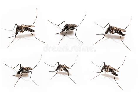 Aedes Albopictus Mosquito Sucking Blood On Skin Stock Photo Image Of