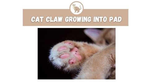 What causes infections in ingrown toenails? Cat Claw Growing Into Pad - The Kitty Expert
