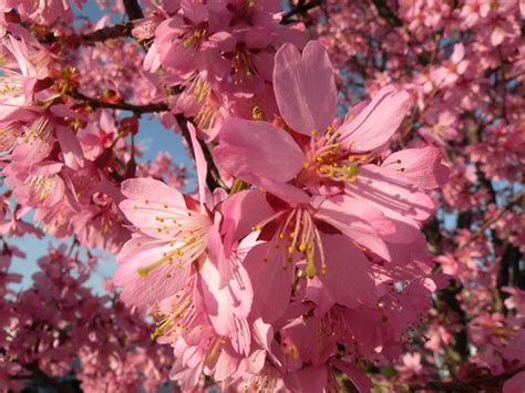 The top flowering cherry tree varieties snow fountain weeping cherry: Okame Cherry Tree | Blogged at lindsaypinds.blogspot.com ...