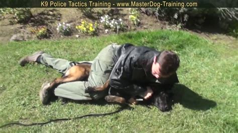 K9 Police Tactics Dog Training Master Dog Training Center Youtube