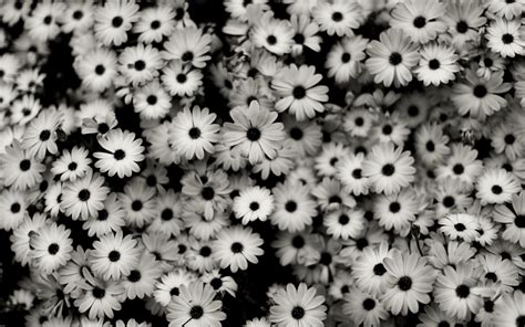 Free Download Download White Daisy Wallpaper Free Wallpapers 1920x1200