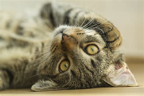 It was first identified in december 2019 in wuhan,. Pets and the coronavirus: Protect yourself and protect ...