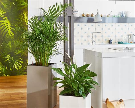 We did not find results for: Indoor House Plant Pots - Self Watering Containers