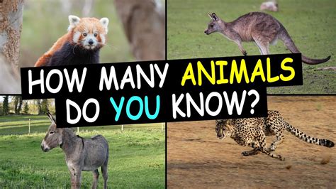 Guess The Animal In 3 Seconds 100 Random Animals How Many Animals