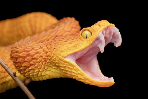 Fangs Of A Bush Viper Snake Photograph By Mark Kostich