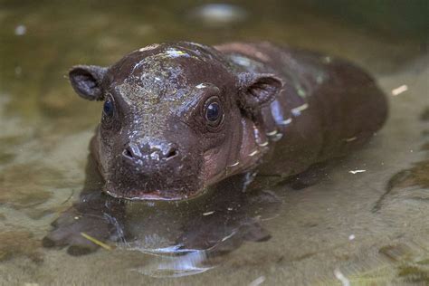 San Diego Zoo Welcomes Its First Endangered Pygmy Hippo In 30 Years