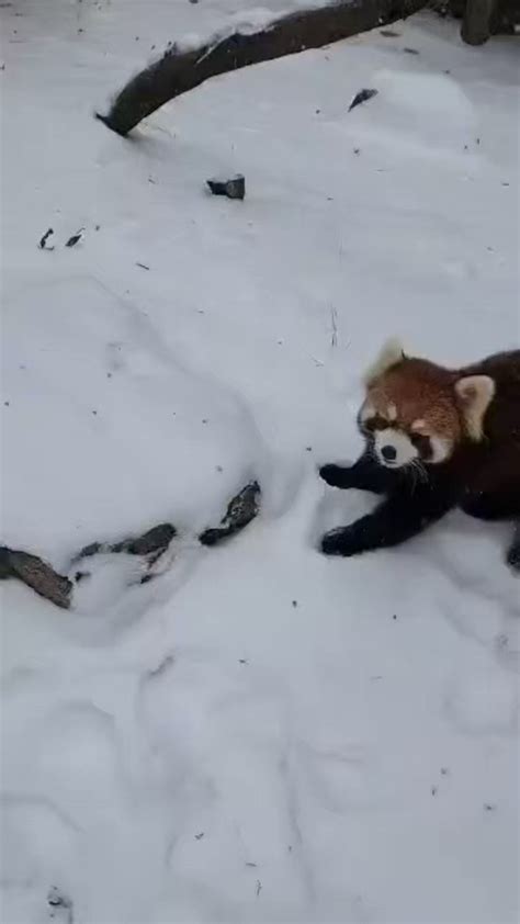 Cincinnati Zoo On Twitter Red Pandas Audra And Lenore Having Snow Much