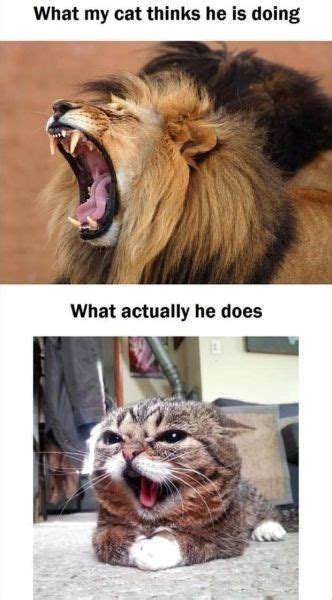 50 Funny Cat Memes And Pictures With Captions Fallinpets