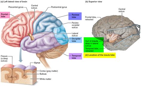 Human Brain Anatomy And Function Cerebrum Brainstem
