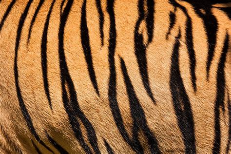 Why Do Tigers Have Stripes And How It Makes Them Epic Hunters