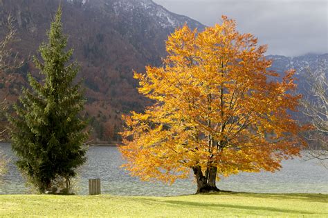 Free Images Nature Leaf Fall Lake Golden Autumn Scenery Yellow