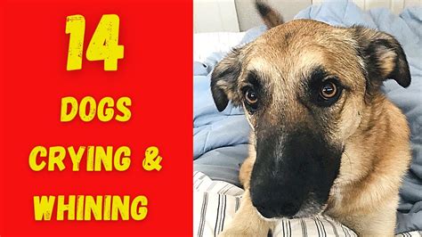 14 Dogs Crying And Whining Sound Effects High Quality Youtube