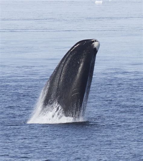 Bowhead Whale Longevity Tricks There Is No Reason Humans Cannot Live