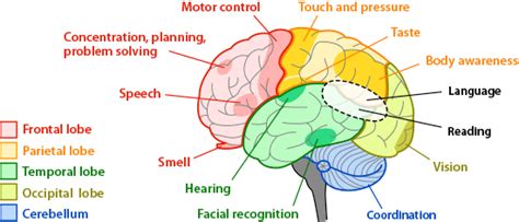 Brain Regions And Functions Ask A Biologist