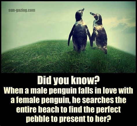 Enjoy our penguins quotes collection. When A Male Penguin Falls In Love He Searches The Entire Beach To Find The Perfect Pebble For ...